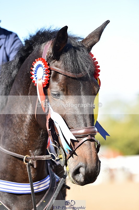 231014A-113056-04058 - Cls 13 85cm Amateur Q 2nd R