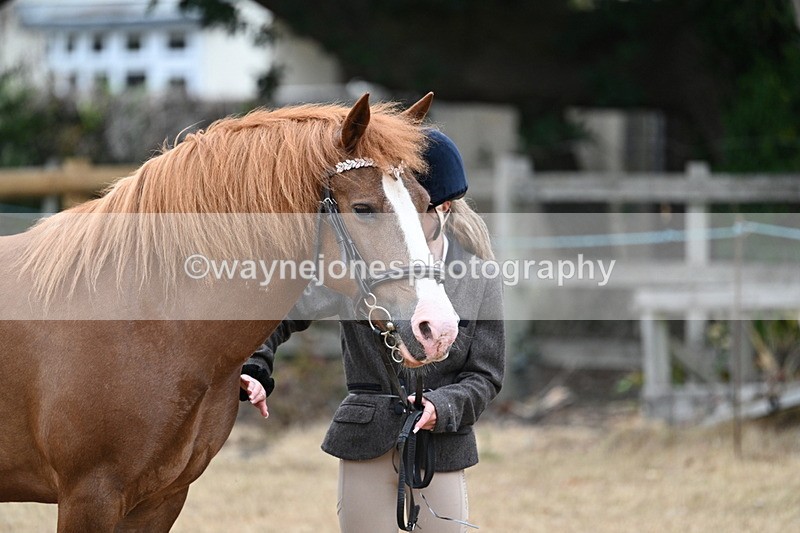 WJ7_8216 - Class 4 Prettiest Mare up to 14.2hh