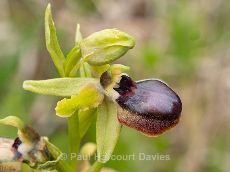 Gargano Ophrys (Ophrys sphegodes ssp.  ssp passionis.. also O. garganica, O. passionis). f. planimaculata - Gargano - Wild Orchids