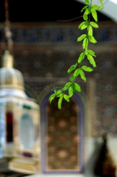 Natural art - Marrakesh I