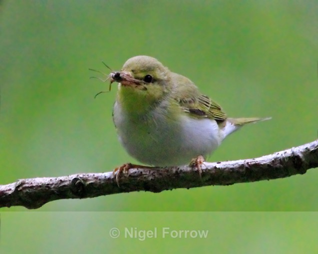 Wood Warbler with an insect in the woods at Watersmeet - Wood Warbler