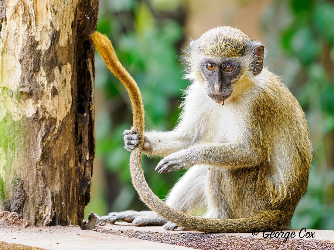 Vervet Monkey - Gambia 2025