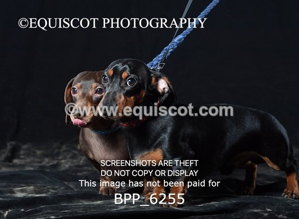 BPP_6255 - LESLEY GRANGER DOGS