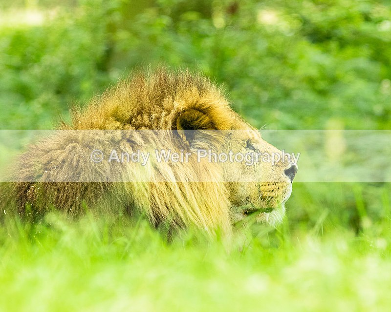 20150725-8E0A0179-3576 - Captive Animals