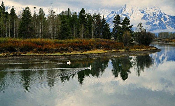 Pelicans on the Snake River - Grand Teton National Park