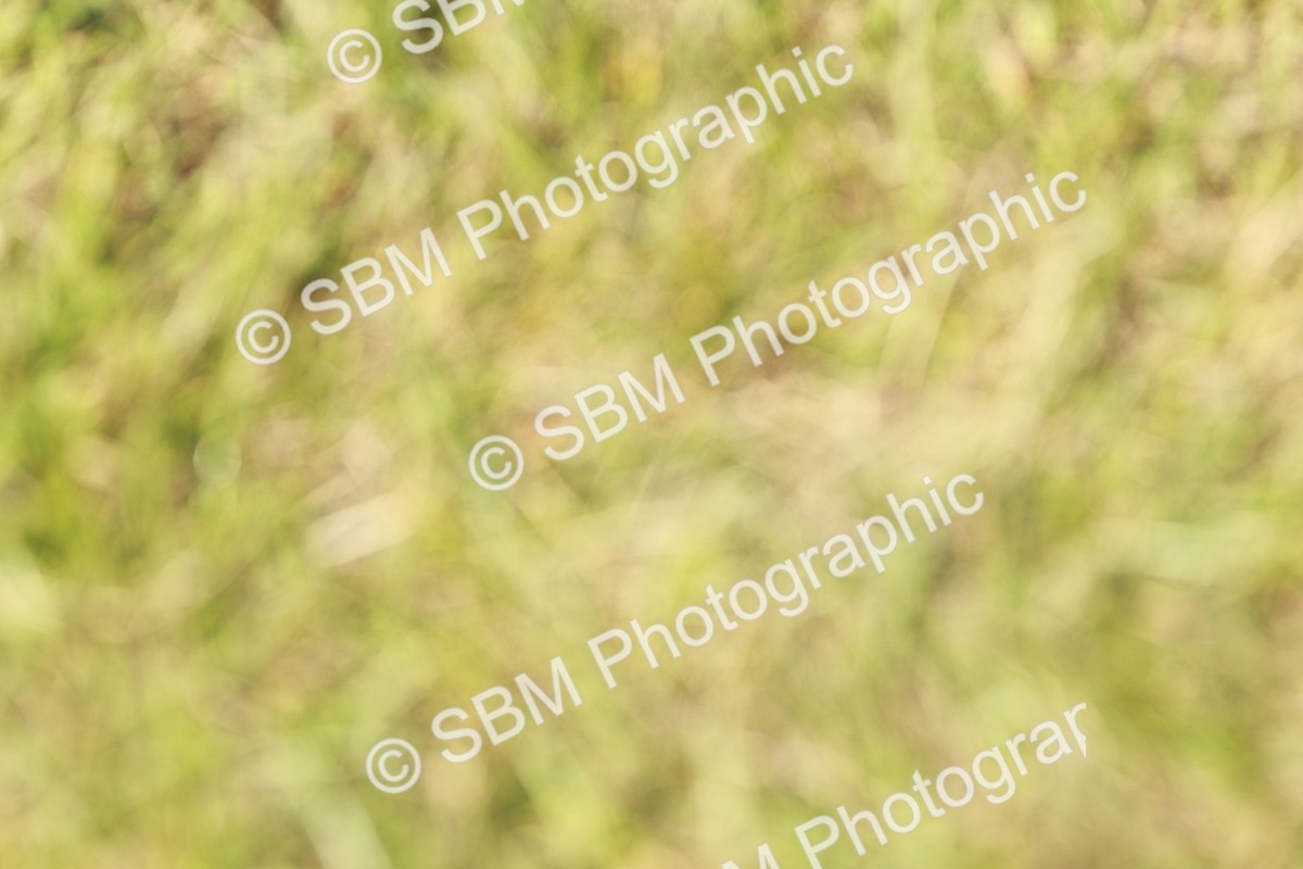 SBM_01942 - Class 14-23 - Mountain & Moorland In Hand Non Welsh