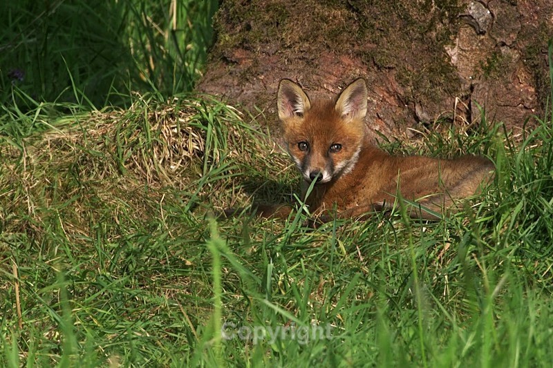  - Various Mammals