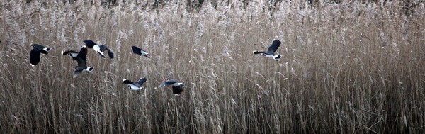  - Birds, swans and gulls