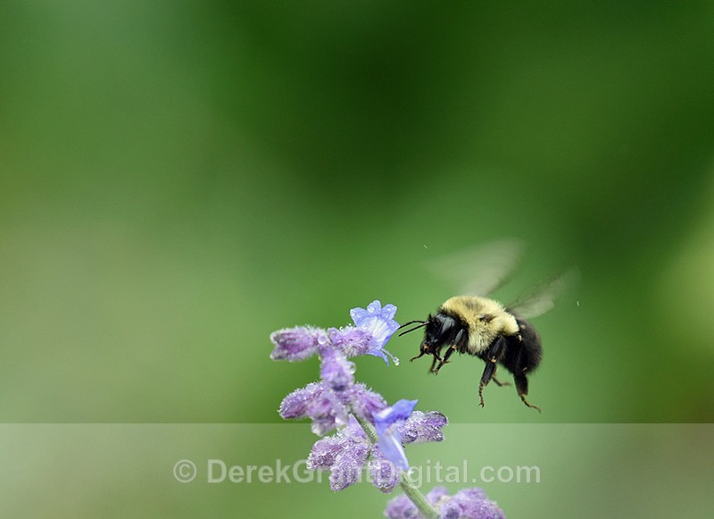 Bombus in flight