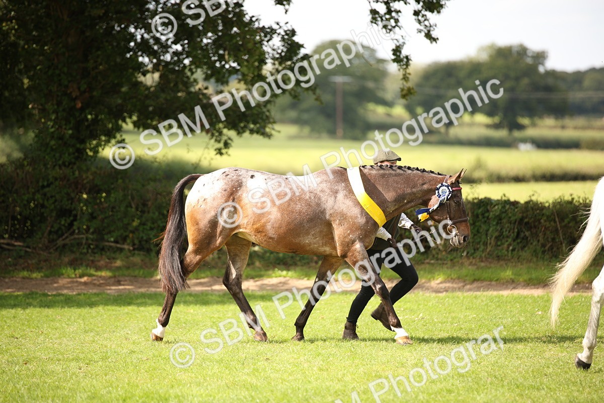 SBM_62982 - In Hand Horse Supreme Championship