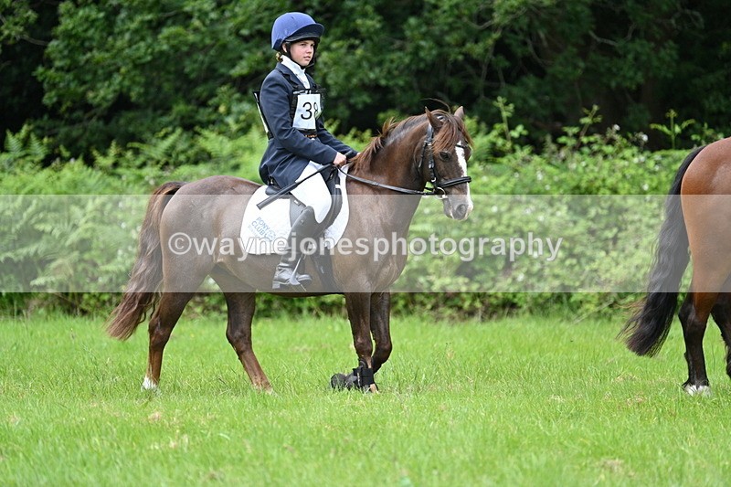 WJ7_3892 - Class 14A Handsome Gelding