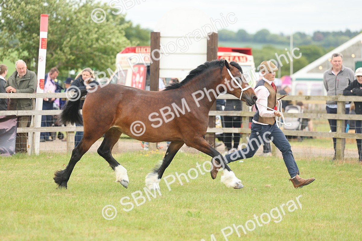 SBM_04973 - Class 50-57 - M&M Welsh Pony In Hand