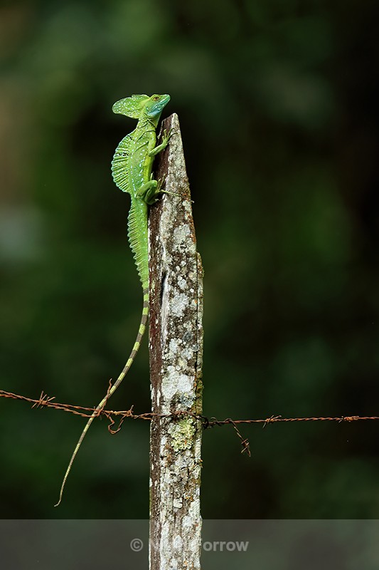 Plumed Basilisk on fence post, Sarapiqui River, Costa Rica - REPTILES & AMPHIBIANS