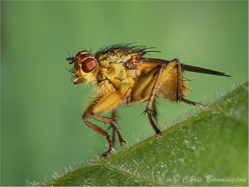 Scathophaga Stercoraria - Others