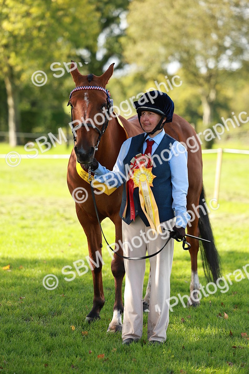 SBM_42220 - S32 - Mountain & Moorland Working Hunter Pony