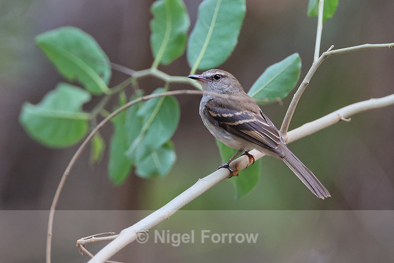 Fuscous Flycatcher, Porto Jofre, Brazil - Fuscous Flycatcher