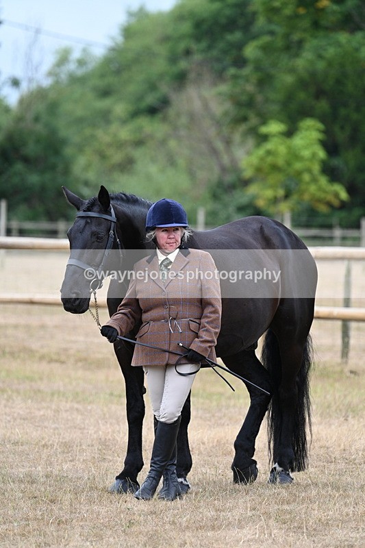 WJ7_9966 - Class 5a Most Handsome Gelding (above 14.2hh)