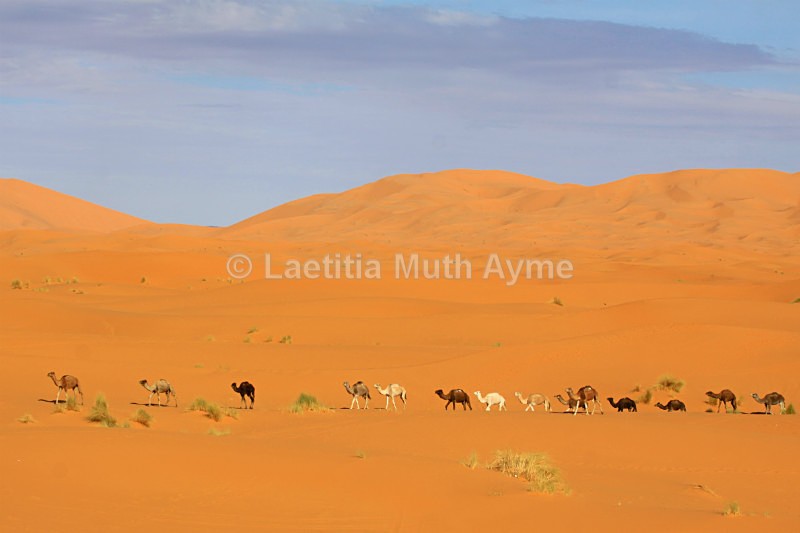 IMG_5428 Merzouga, Morocco - Not so wild...