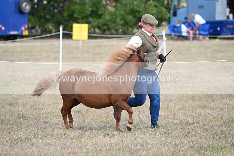 WJ6_6862 - Class 21 Shetland & Mini Horses