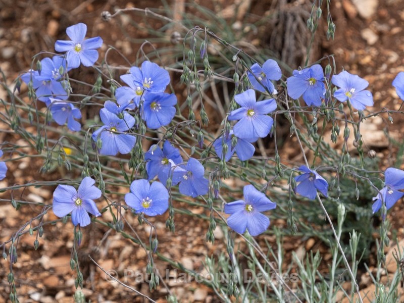 Perennial flax (Linum perenne)  also blue flax  - Wild Flowers - 2