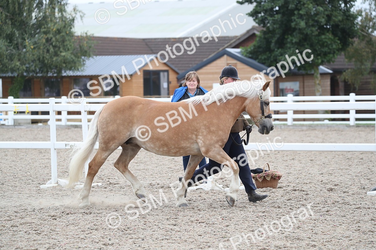 SBM_17927 - Class 317 IH Pure bred Horse/Pony