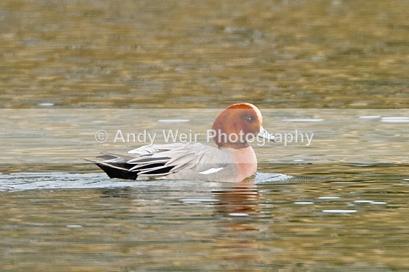 20120317-_MG_9573 - Wigeon