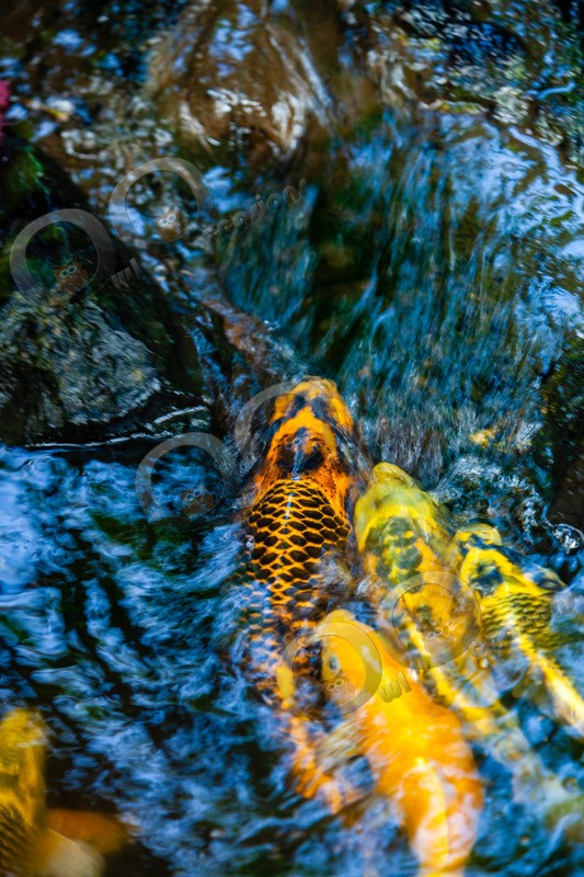 Koi_1086 - Pet Photography