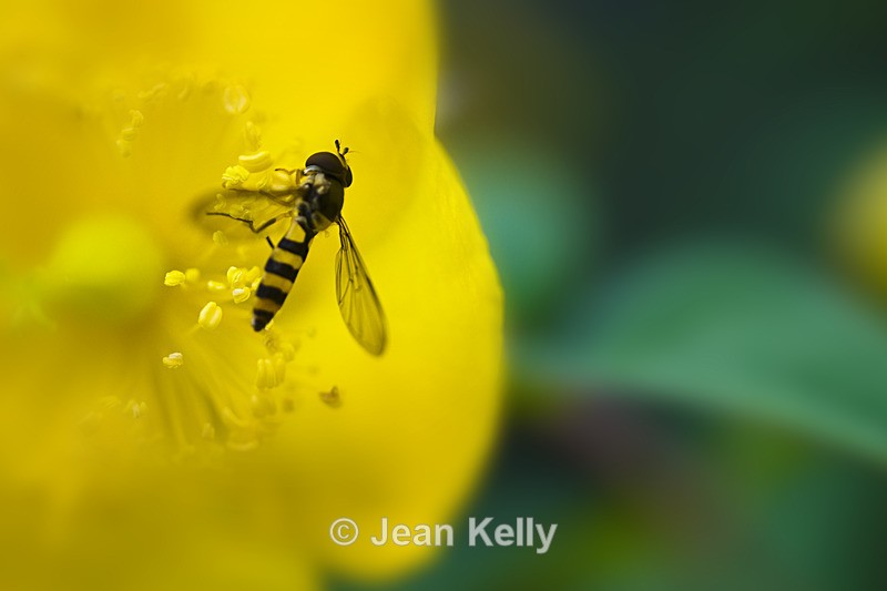 Hoverfly - 6444 - Insects