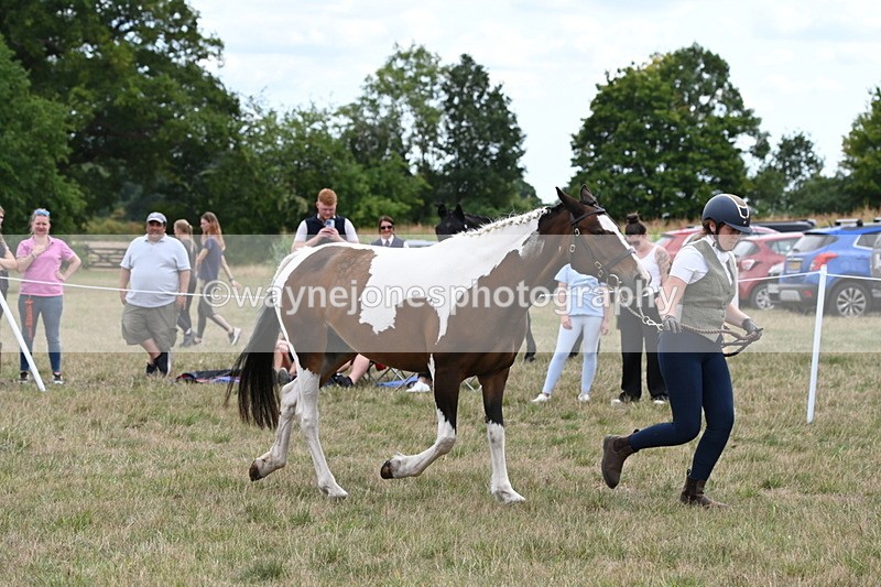 WJ6_5601 - Class 18 In-hand Coloured