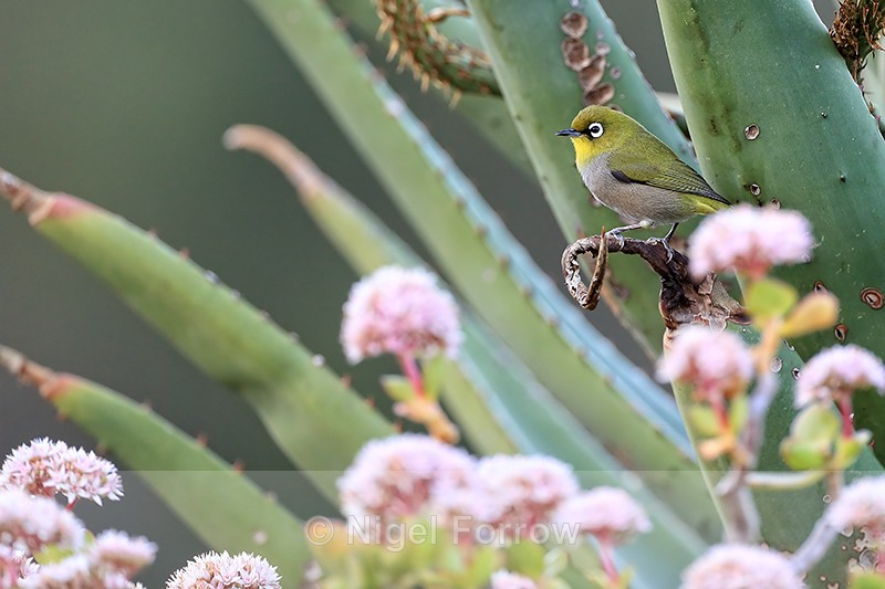 Cape White-eye, Kirstenbosch Botanical Garden, Cape Town, South Africa - Cape White-eye