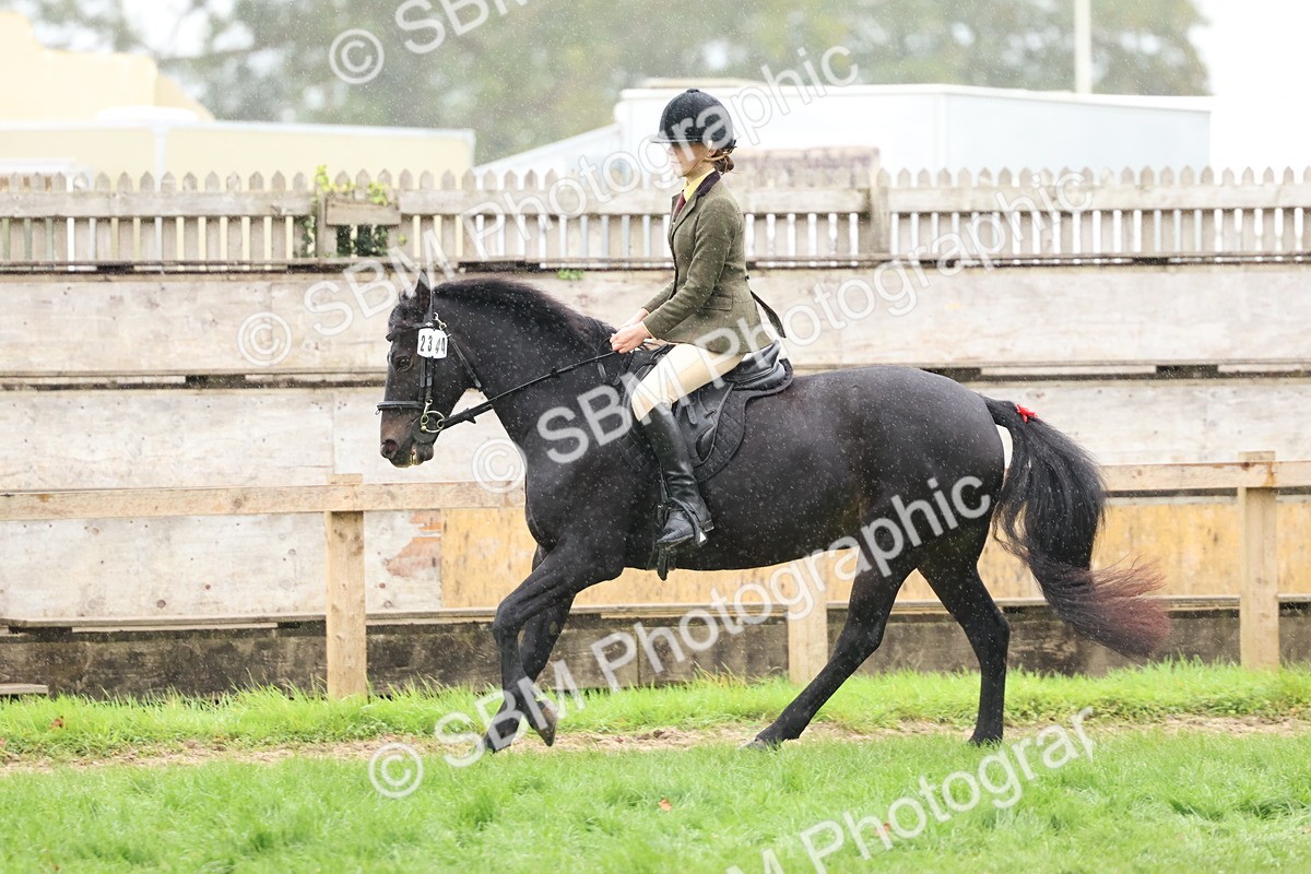 SBM_69702 - S62 - Mountain & Moorland Ridden Large Breeds
