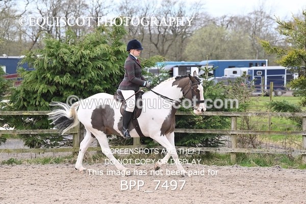 BPP_7497 - RING 1  (RIDDEN HORSES / IN HAND / VETERAN ETC)