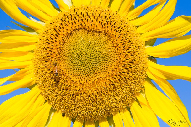 Sunflower and Bee 8