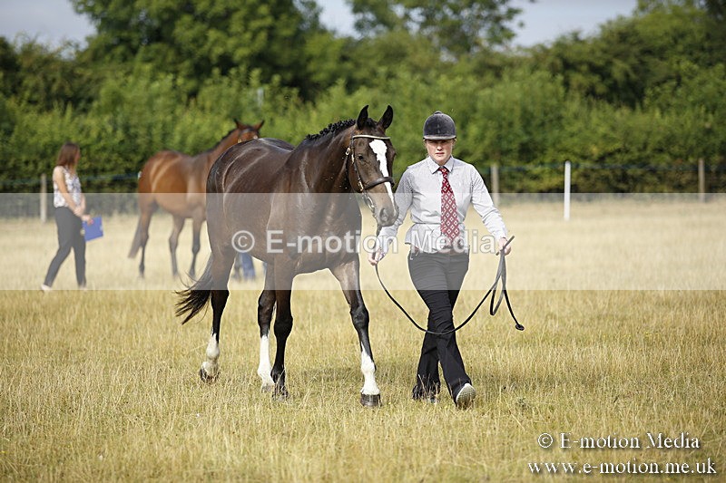 _C7A9137 - BVRC Sow 2018 Ring 2