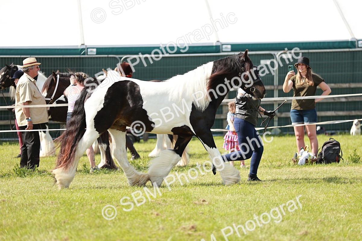 SBM_08758 - Class 63-65 - Traditional Gypsy Cobs In Hand & Ridden