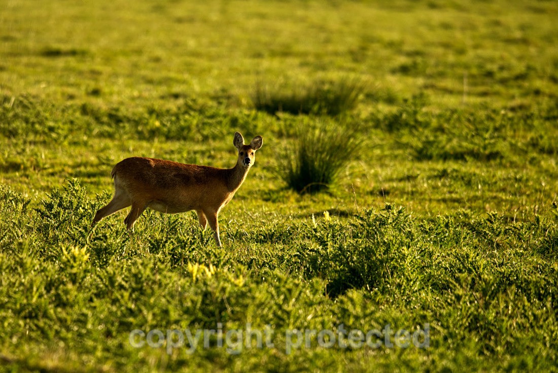 Chinese Water Deer - Carlton Marshes - Suffolk - Mammals