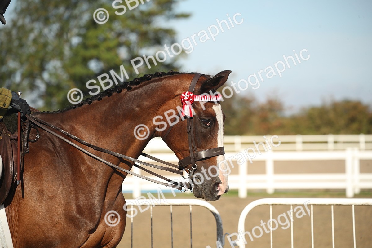 SBM_11247 - Class 501 -Riding Club Pony