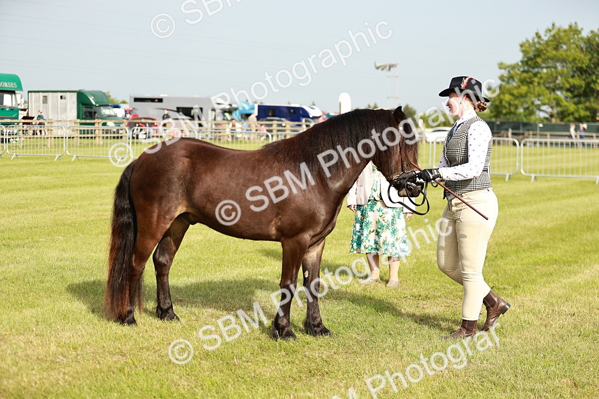 SBM_00390 - Class 14-23 - Mountain & Moorland In Hand Non Welsh