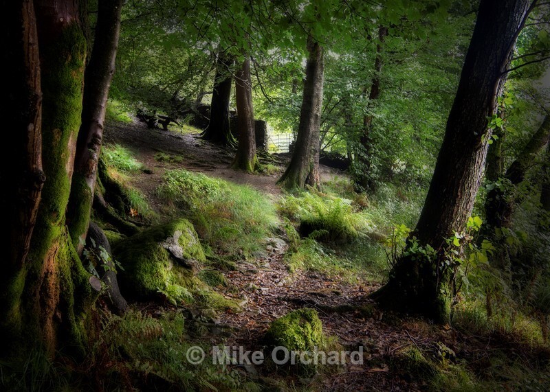 Woodland Walk - Rydal Lake - Cumbria - Landscapes
