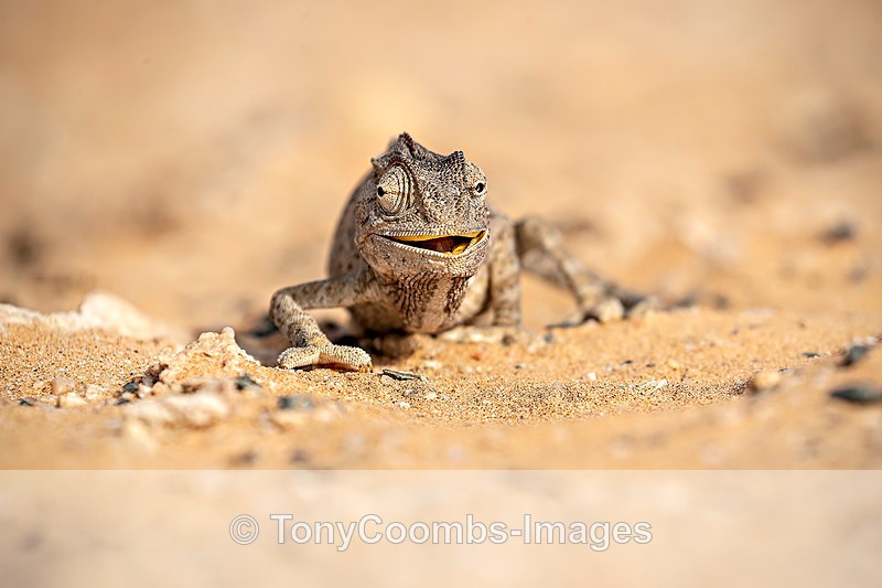 Namaqua Chameleon - The Namib Desert