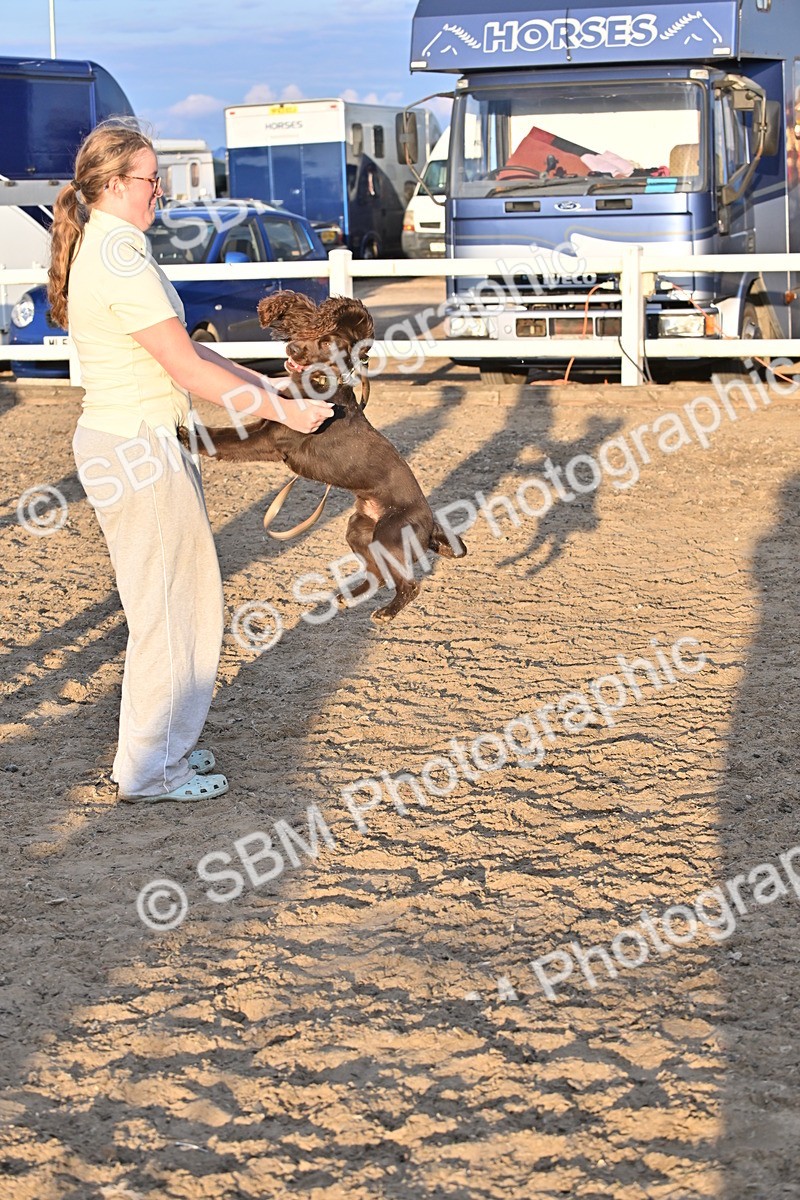 SBM_09673 - Lorry Dogs