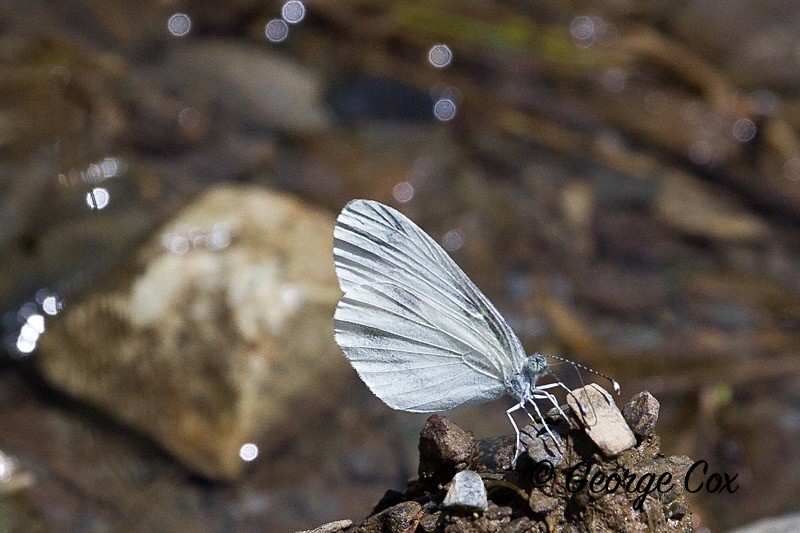 wood white pyrenees