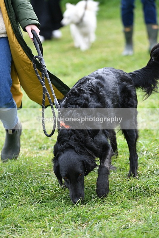 WJ5_9315 - Class 1 Best Cross Breed / Heniz 57