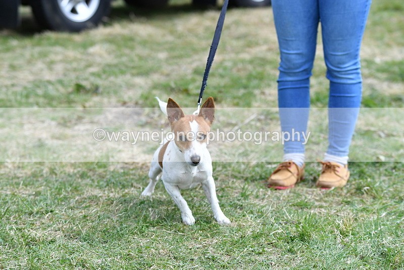 WJ5_0494 - Class 7 Best Terrier