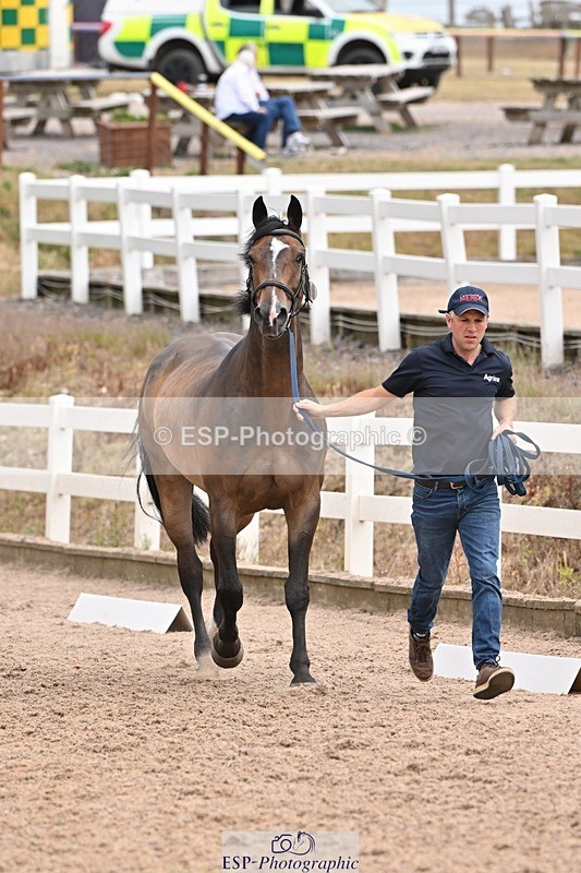 250716-144150-01320 - Trot Up 2.30 to 3.30