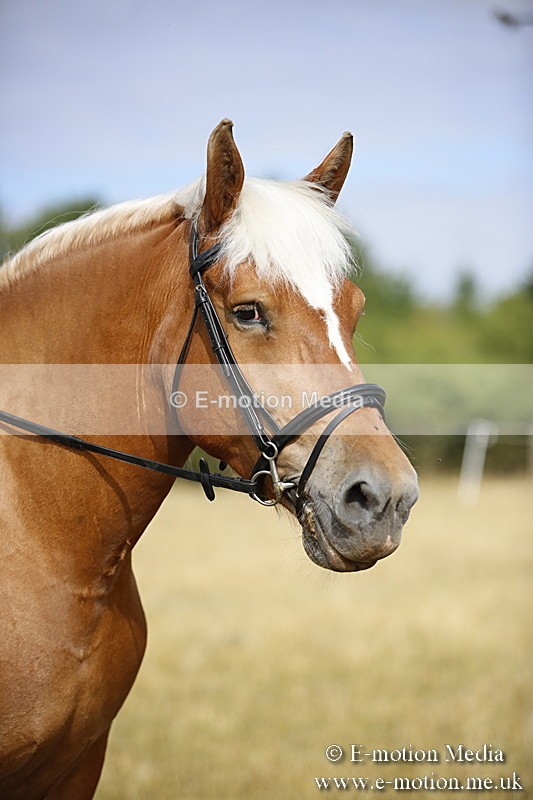 _C7A9301 - BVRC Show 2018 Ring 1