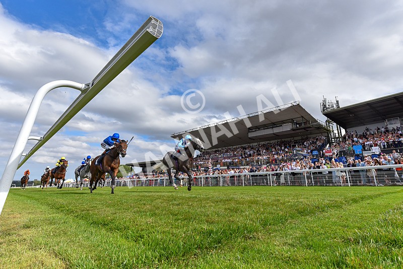 140824-Race 5-Havana Blue-3460 - Race 5