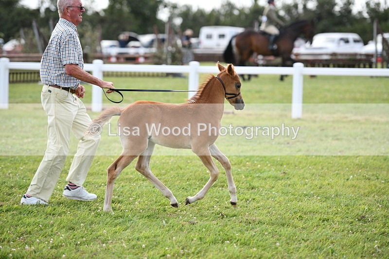 DSC_8475 - Class 69: Pure, Anglo & Part Bred In Hand Arab