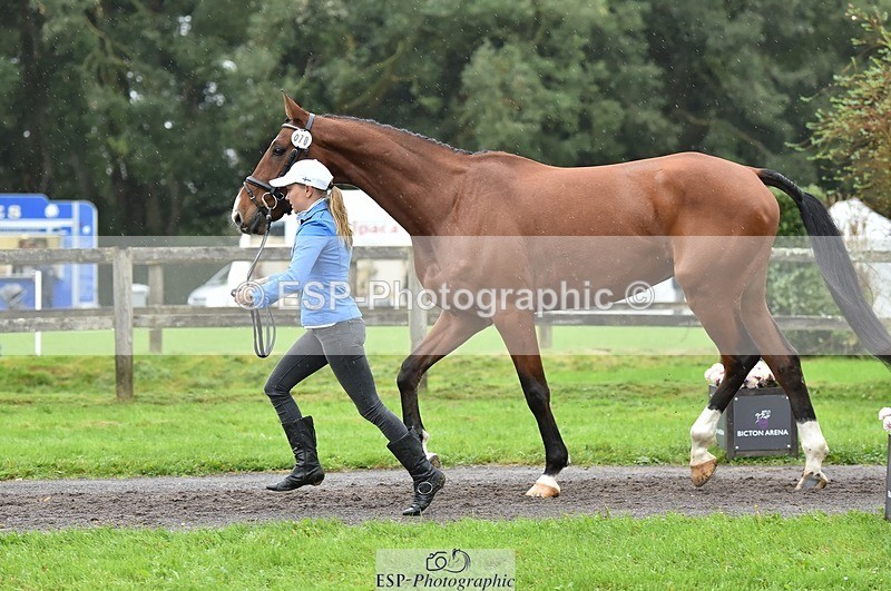 231018-124942-00552 - 070-SLIGO.CASTLE.JACOMAR-Veera.Peltokangas-TrotUp