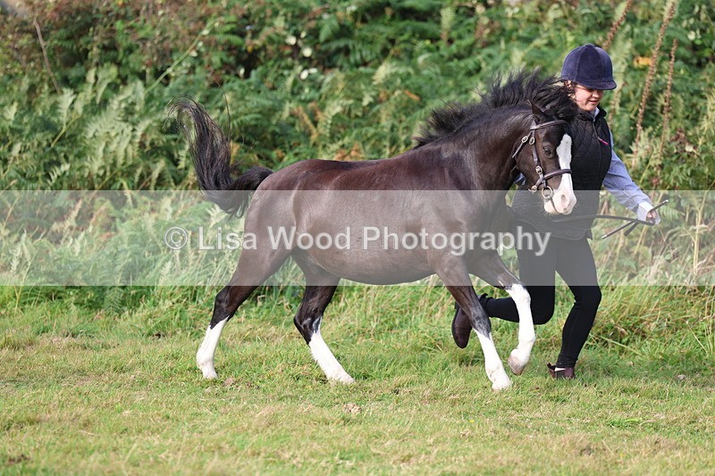 3E7A3139 - Class 12: M & M Small Breeds